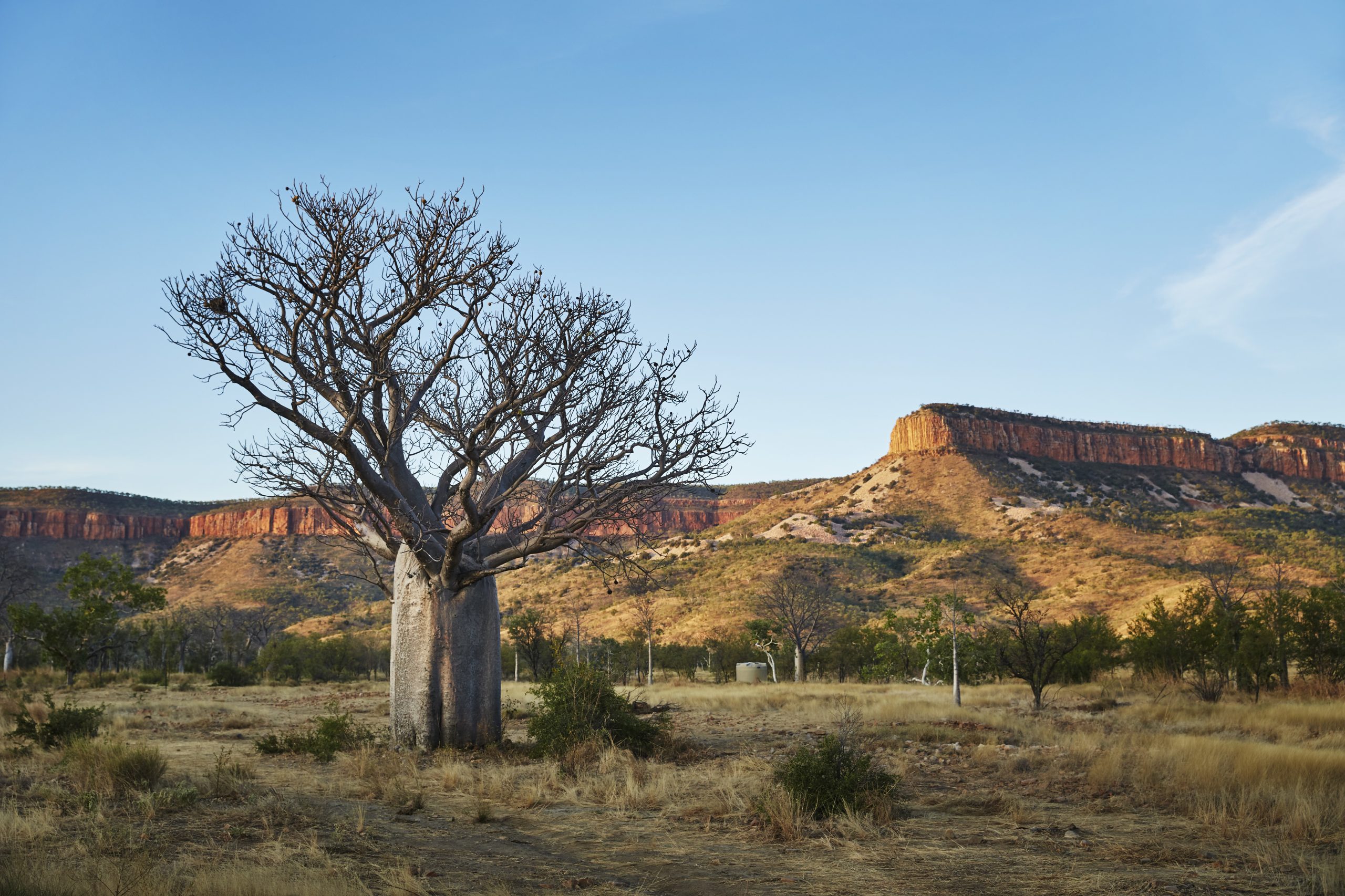 Boab Country