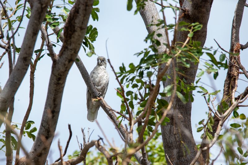 Bird watching Kimberley
